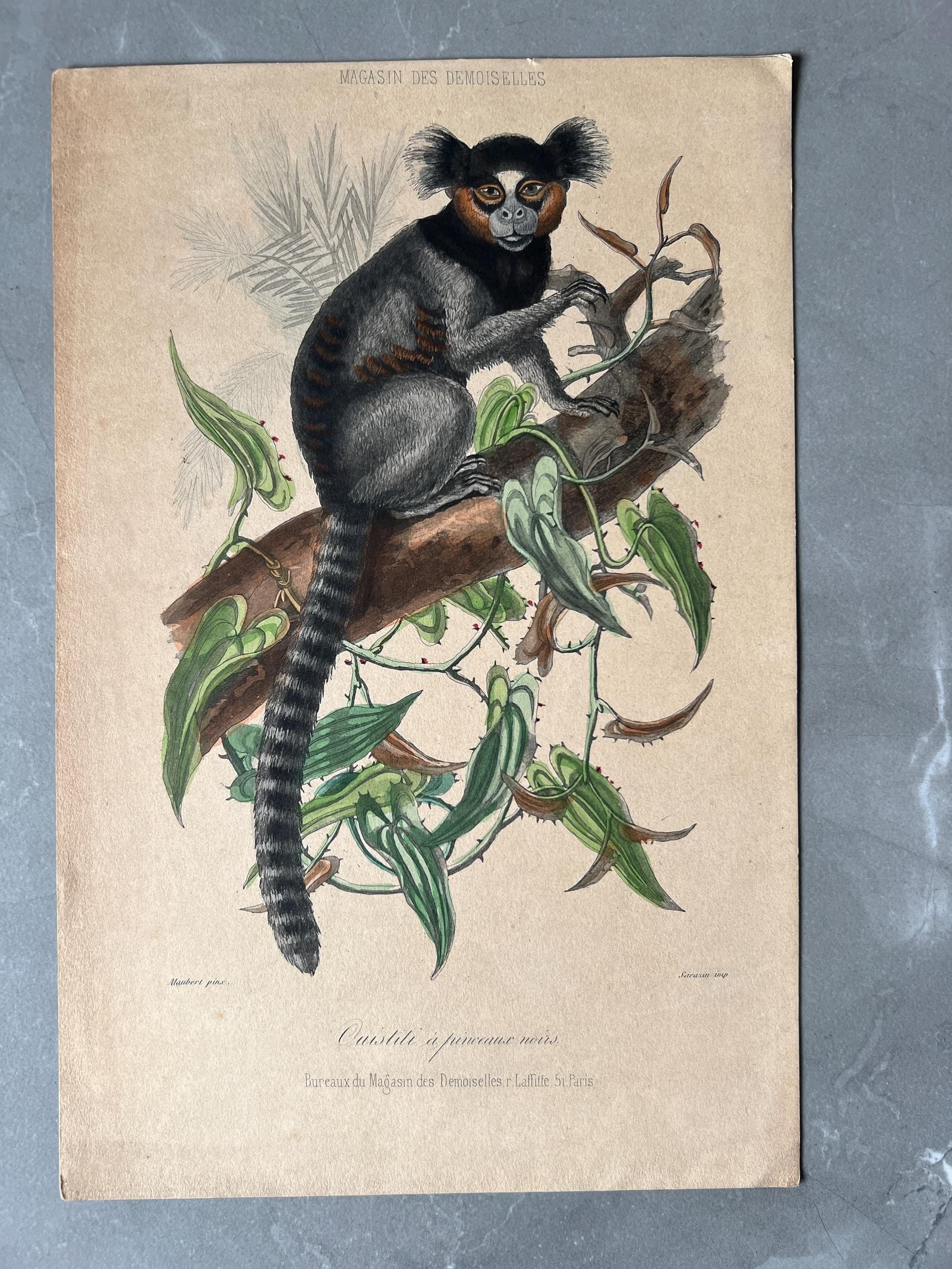 Antique Lemur Illustration, Cushtit and Ringtail Lemur Vintage Print image 1