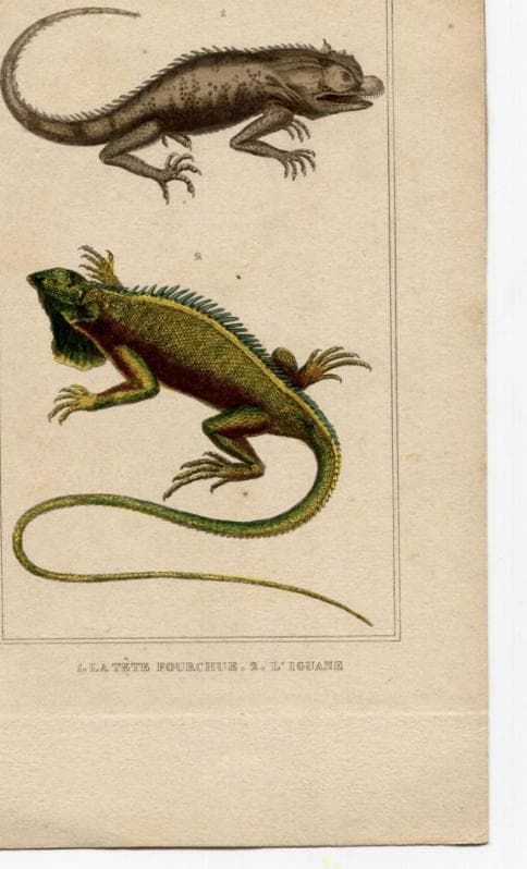 Antique Natural History Print - Lizards & Iguana Illustration image 6