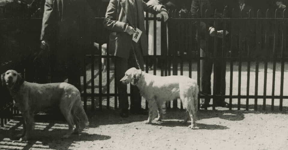 Vintage Original Dog Show Vintage Photograph image 2