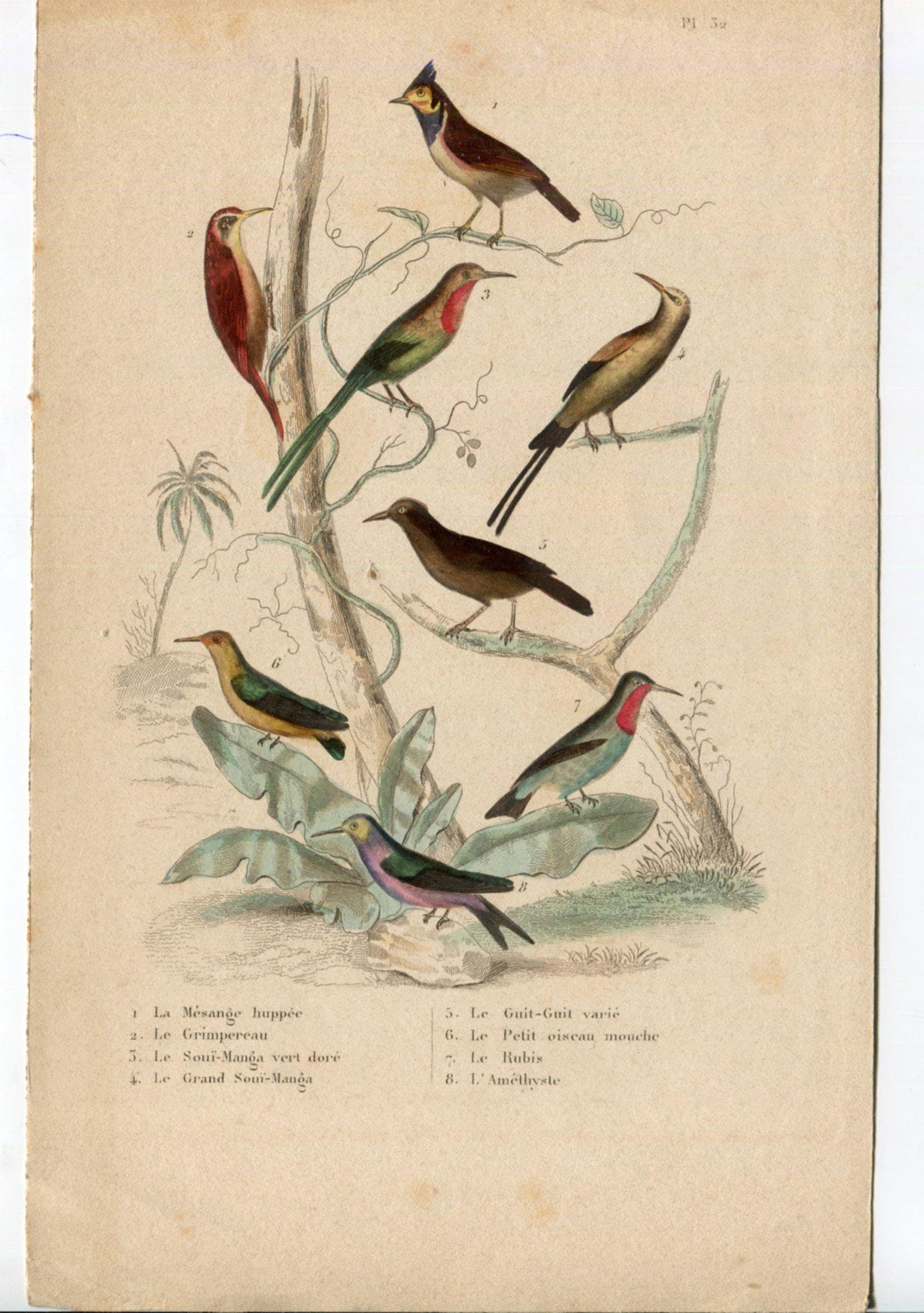 Antique Bird Illustration - Vibrant Species Artwork