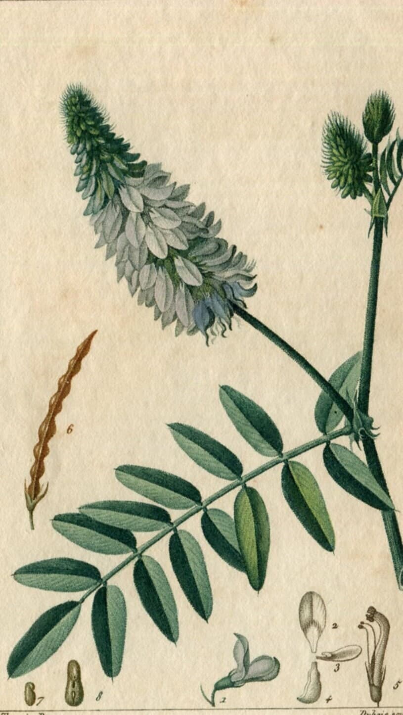 Antique Botanical Print - 19th Century Hand-Colored Wildflower Lithograph -
