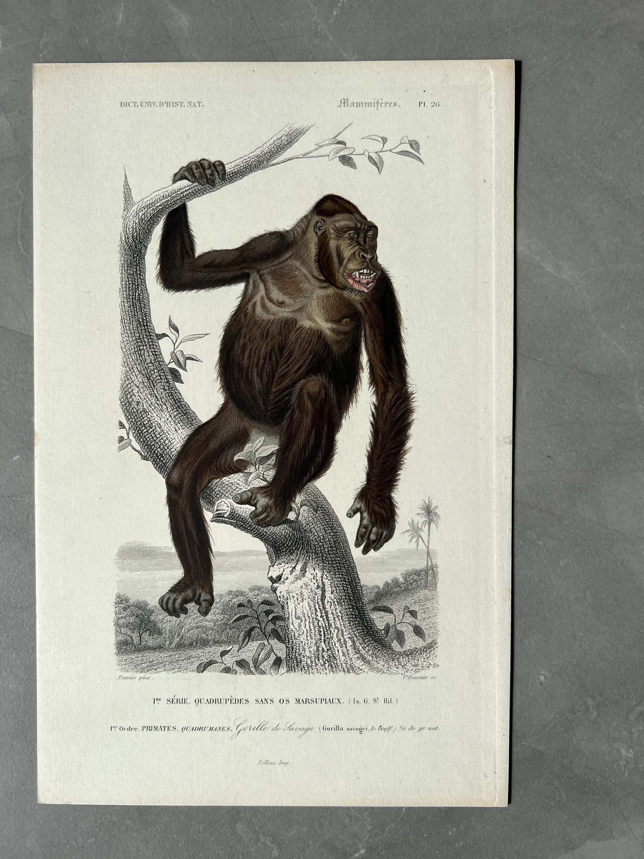 Antique Illustration of Gorilla by Edouard TRAVIES (1809-1869) image 1