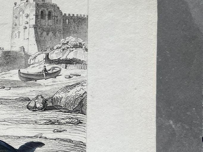 Antique Dolphin Illustration - 19th-Century Natural History Print - Vintage image 7