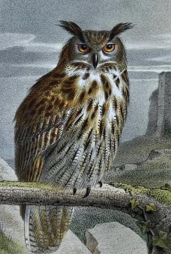Vintage Owl Illustration by Edouard Traviès by Edouard TRAVIES (1809-1869) Grand image 3
