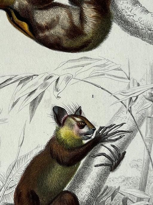 Vintage Illustration of Sloth and Aye-Aye by Edouard TRAVIES (1809-1869) image 6