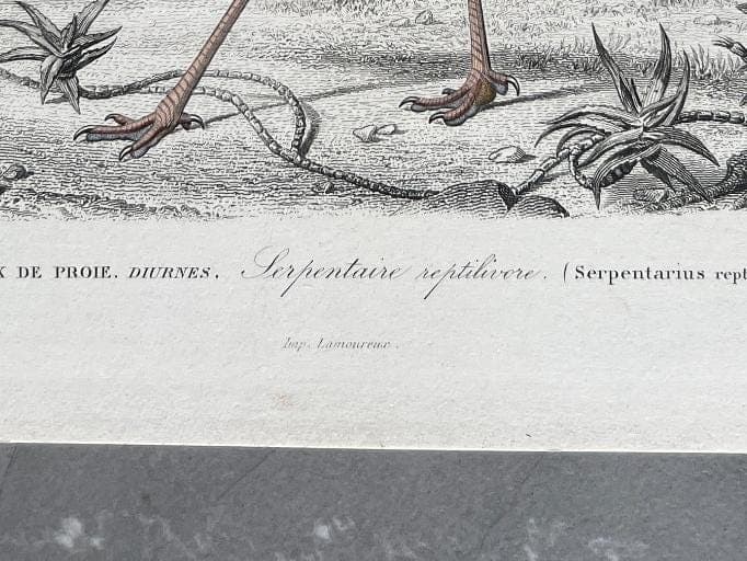 Antique Secretary Bird Illustration - Serpentarius Reptiliverus by Edouard image 9