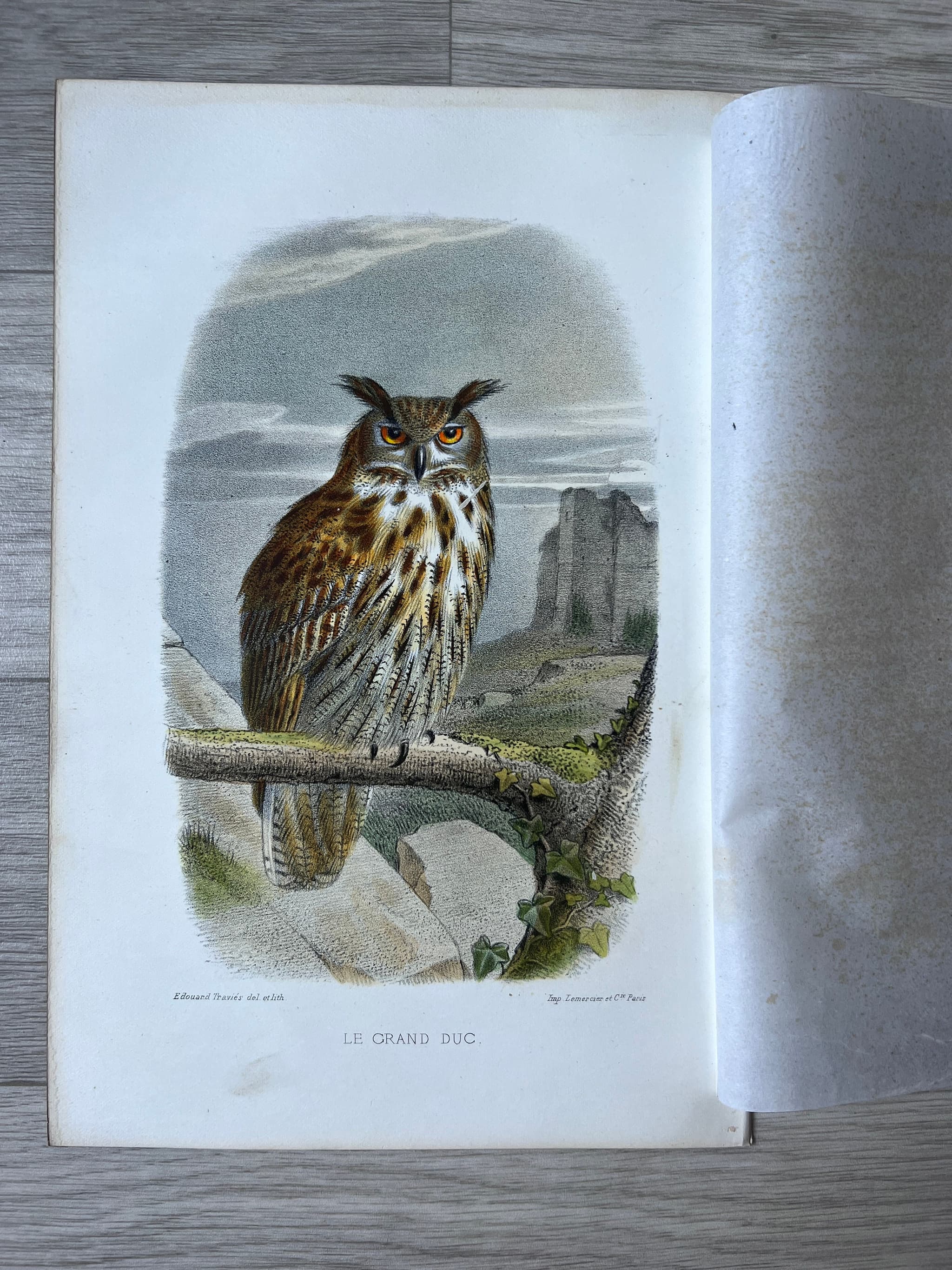 Vintage Owl Illustration by Edouard Traviès by Edouard TRAVIES (1809-1869) Grand image 2