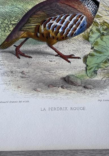 Vintage Illustration of the Red Partridge (La Perdrix Rouge) by Edouard TRAVIES image 5