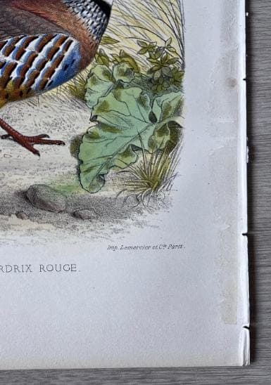 Vintage Illustration of the Red Partridge (La Perdrix Rouge) by Edouard TRAVIES image 7