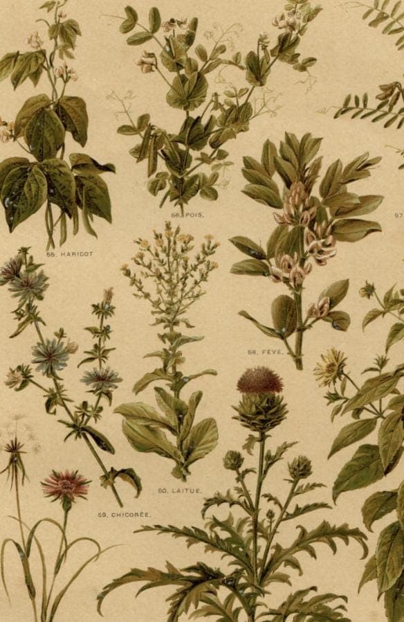 Antique Botanical Print - Plate VII from "Nos Fleurs" by Leclerc du Sablon image 5
