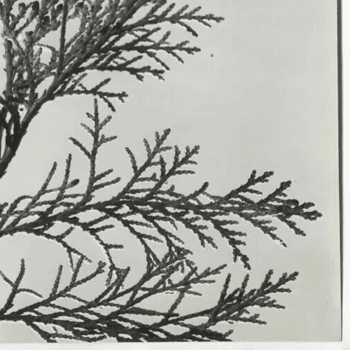 Vintage Photographs Pierre AURADON - Cedrus Leaf Study, Flowers c. 1940 image 4