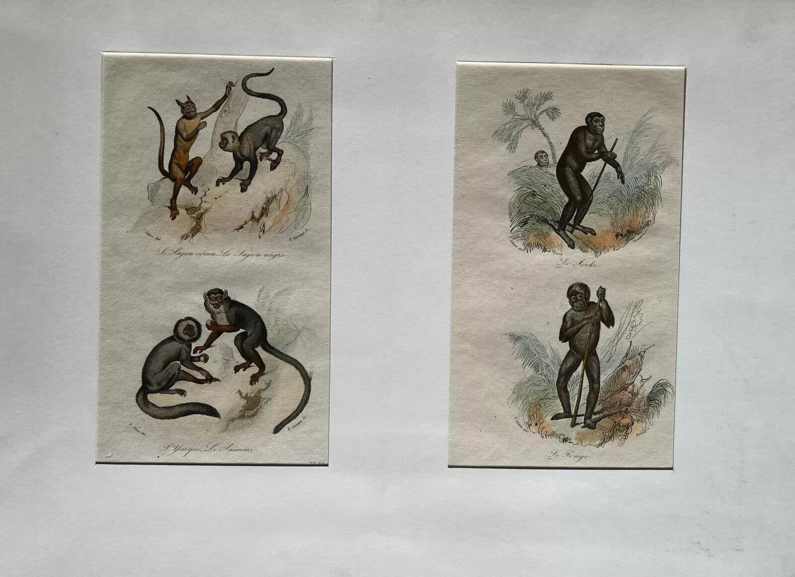 Antique Print Original Monkeys Playing 19th century image 6