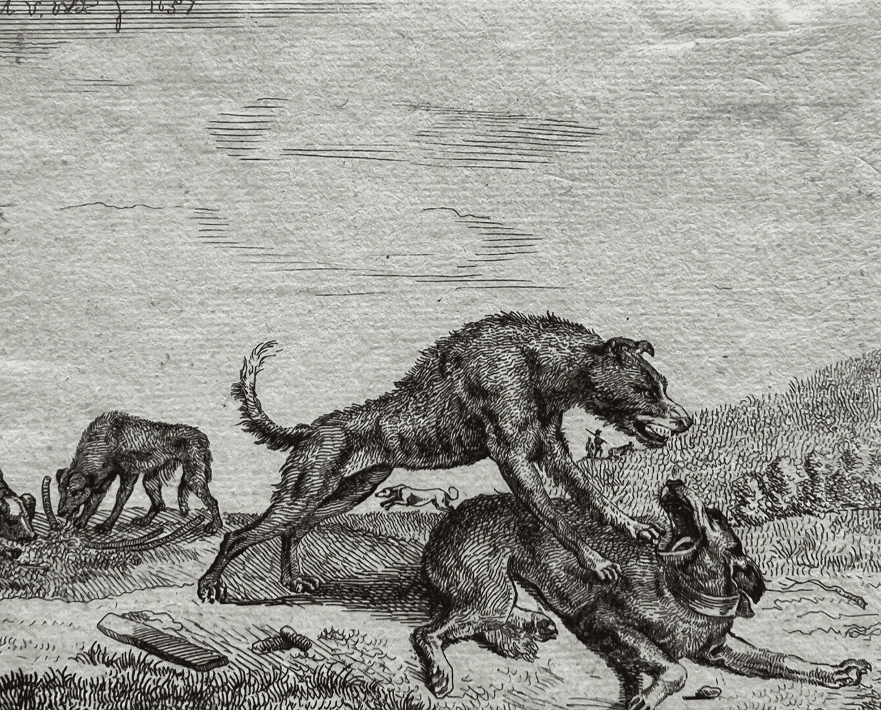 Antique Engraving Original Adriaen Van de Velde (1636-1672) Dogs Fighting image 1