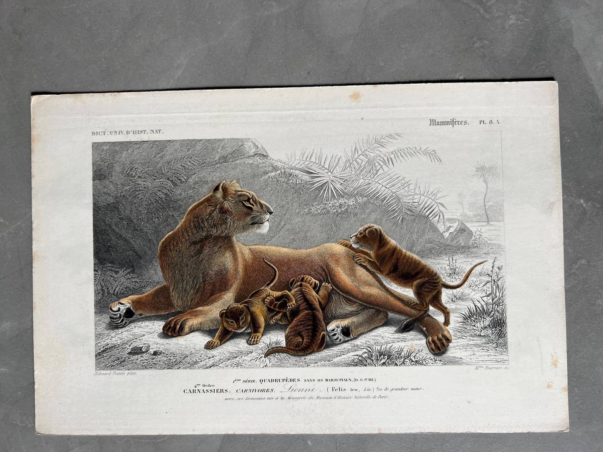 Vintage Lioness and Cubs - 19th Century Nature Print by Edouard TRAVIES image 1