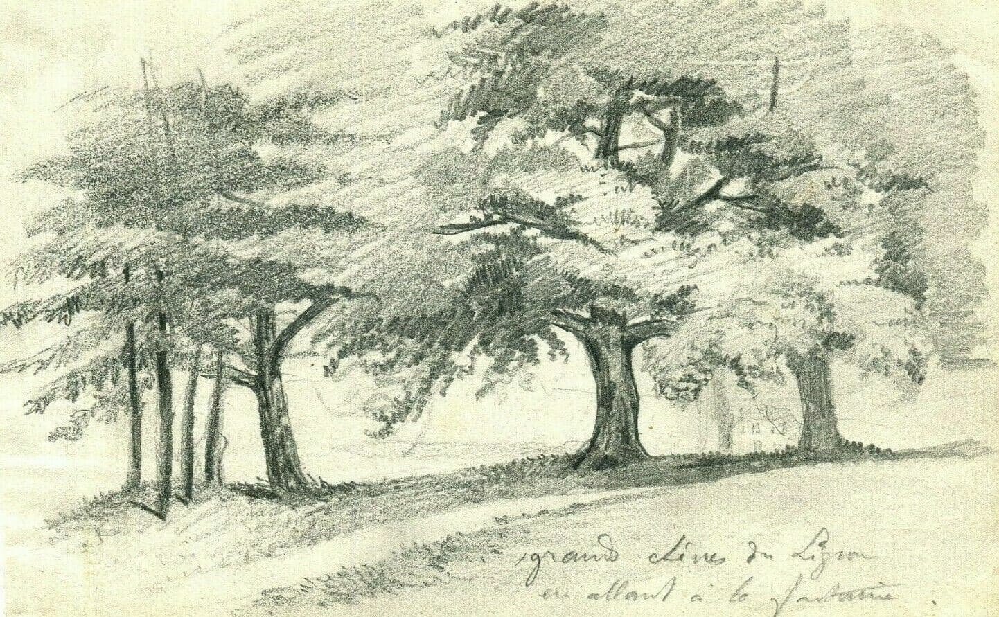 Antique Pencil Drawing Grand Oak Tree of Lignon, Nature, Forest Artwork