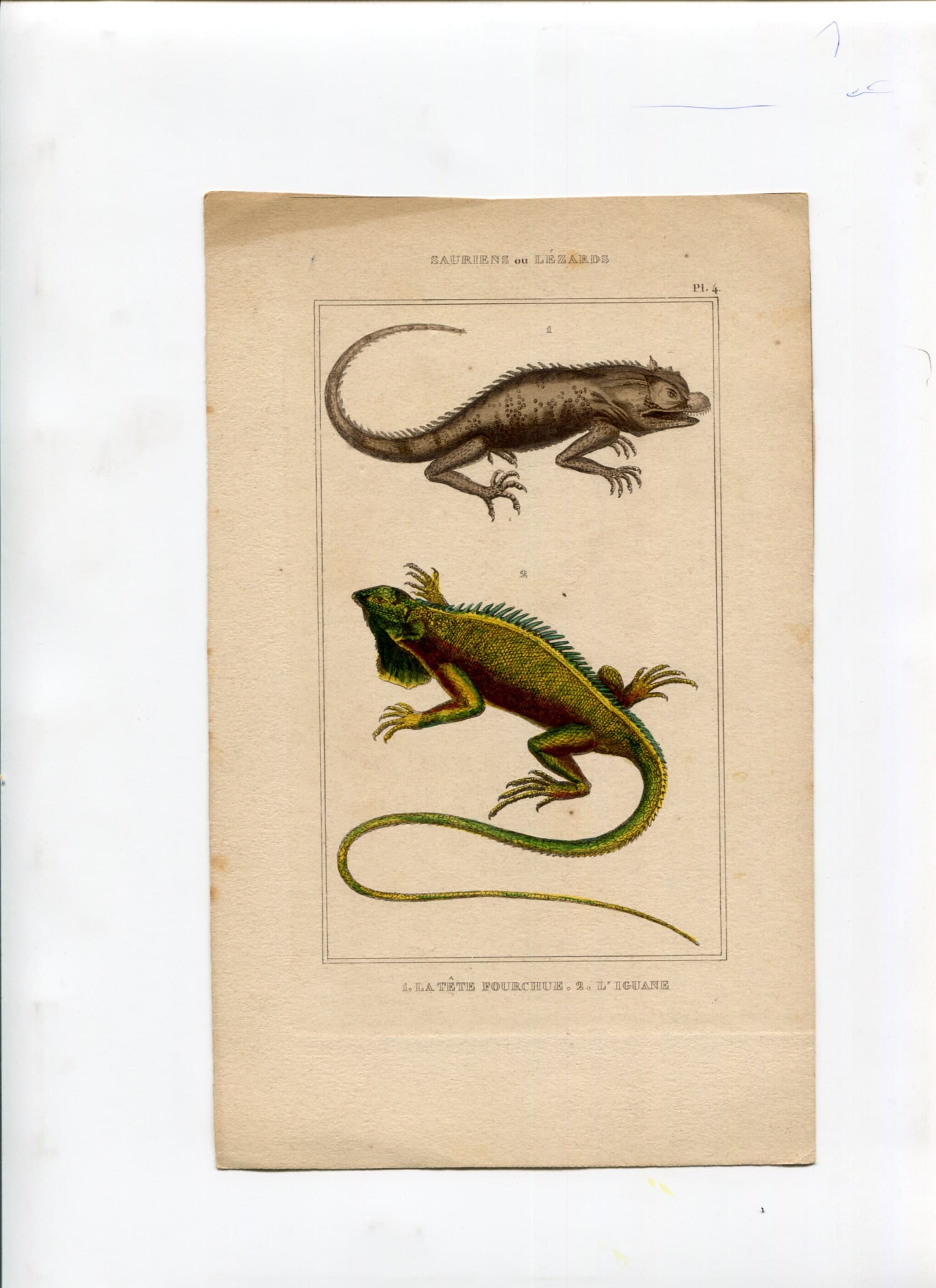 Antique Natural History Print - Lizards & Iguana Illustration image 2
