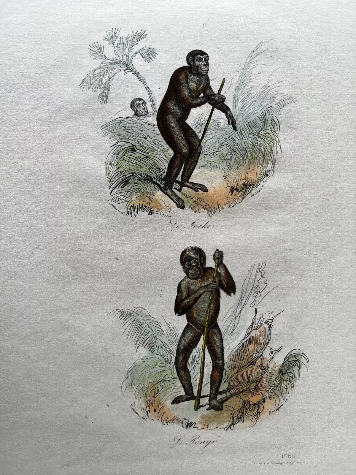 Antique Print Original Monkeys Playing 19th century image 1
