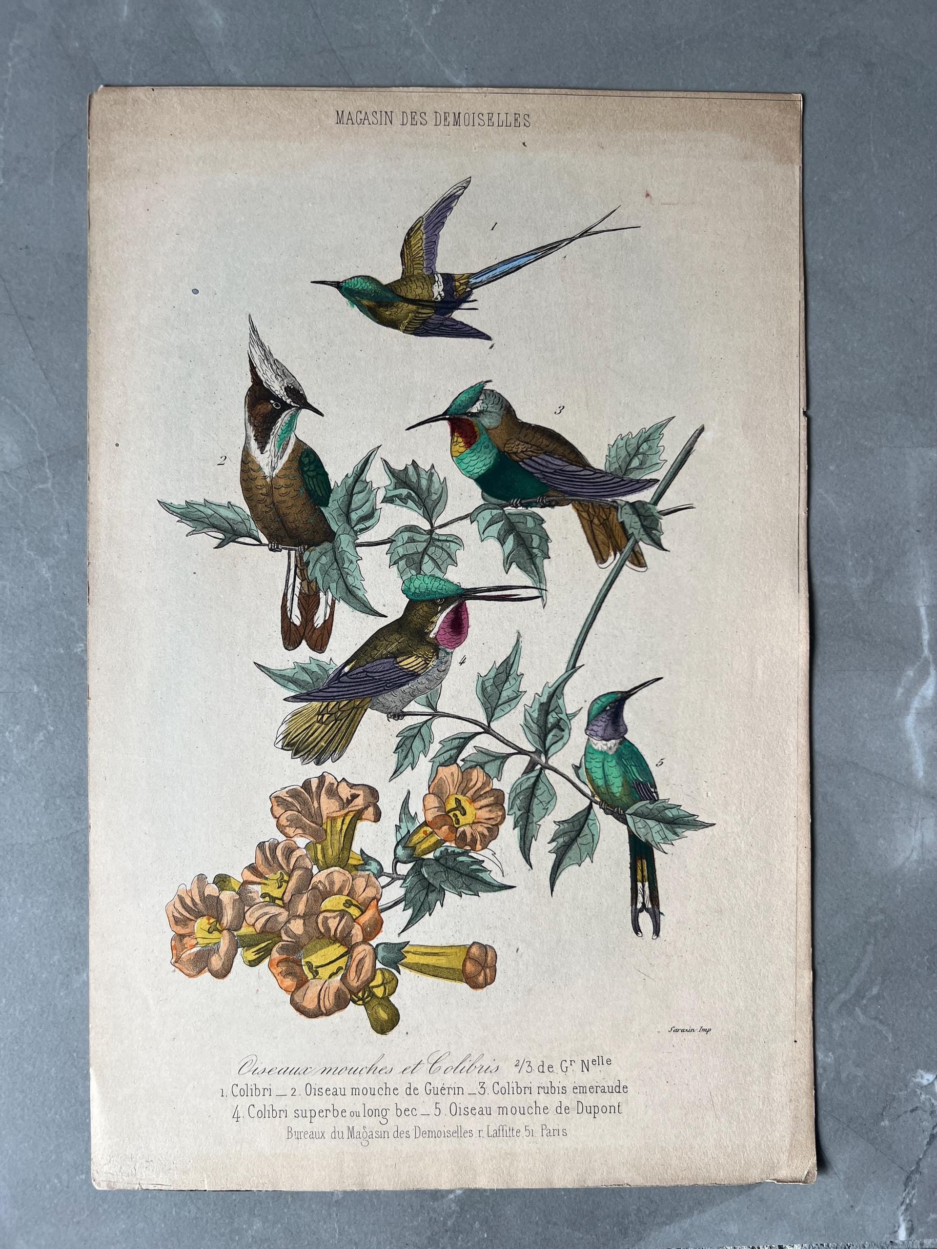 Vintage Bird Pair Illustration, Goldfinch and Sparrow Print