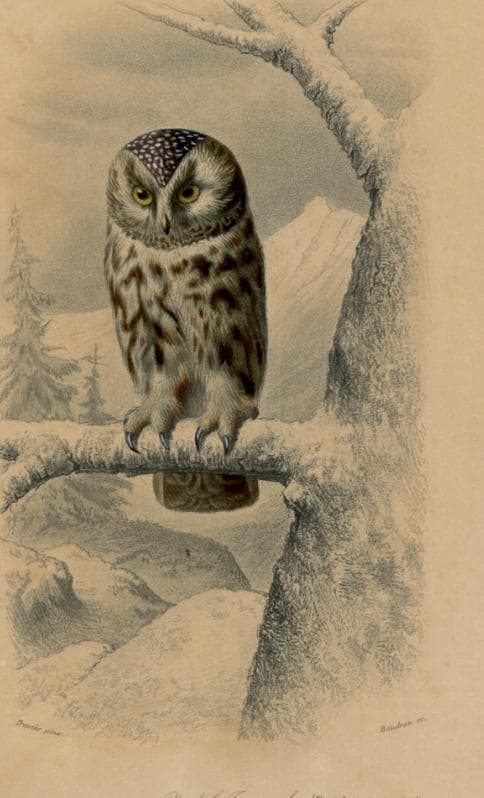 Antique Owl Illustration - Boreal Owl Art Print - Vintage Wildlife Artwork image 6
