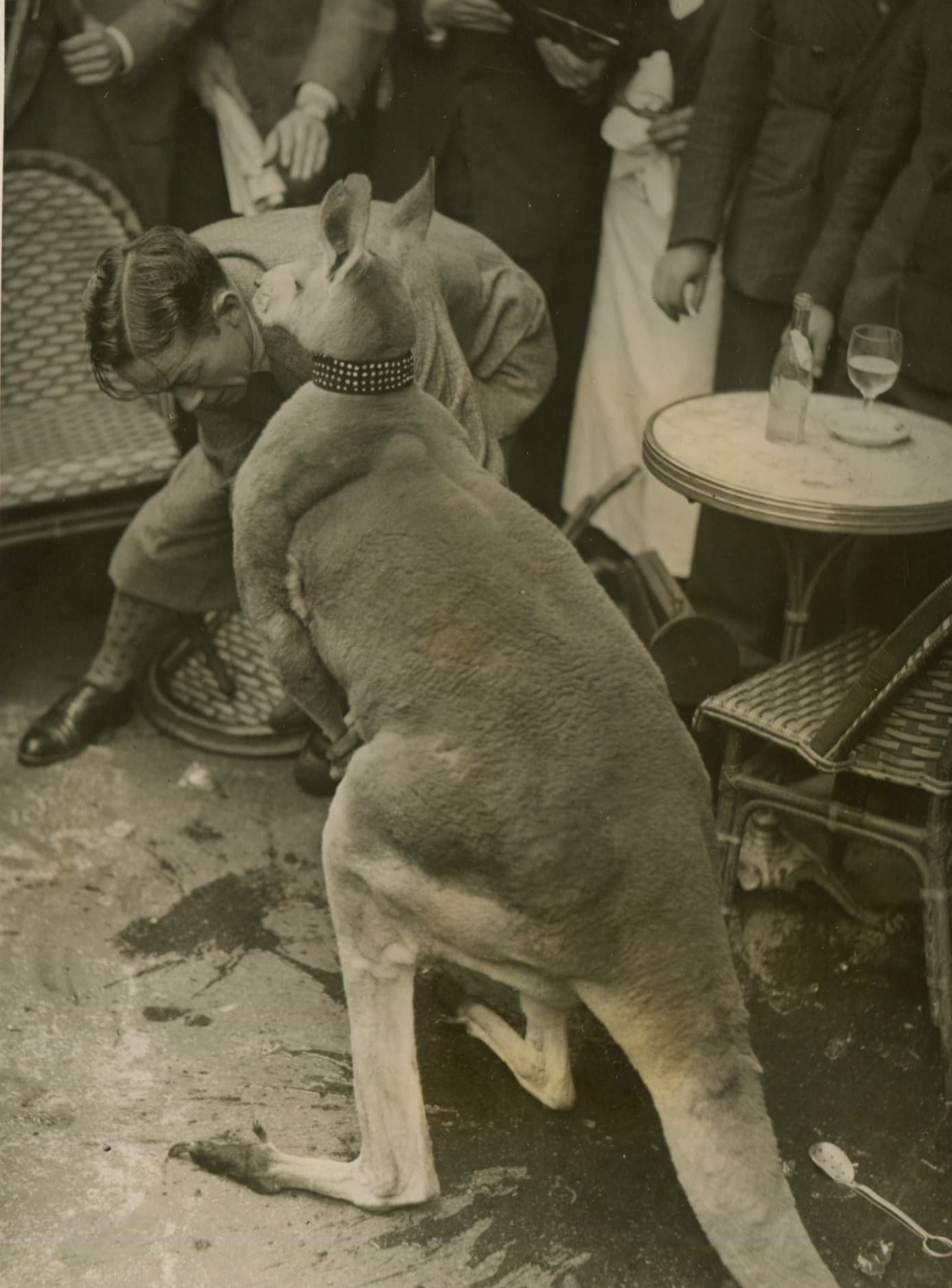 Kangaroo at a Bar Photograph 1930'