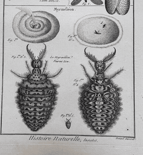 Antique Etching Hemerobes by Benard DIREXIT, Circa 1797 image 4