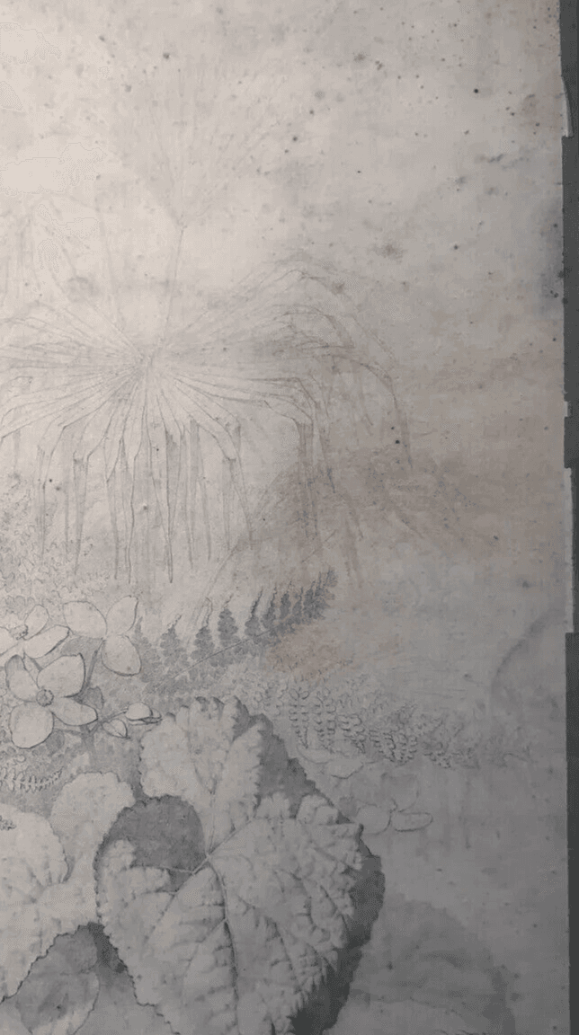 Original Antique Pencil 19th century Drawing Plants and Leaves Artwork image 5
