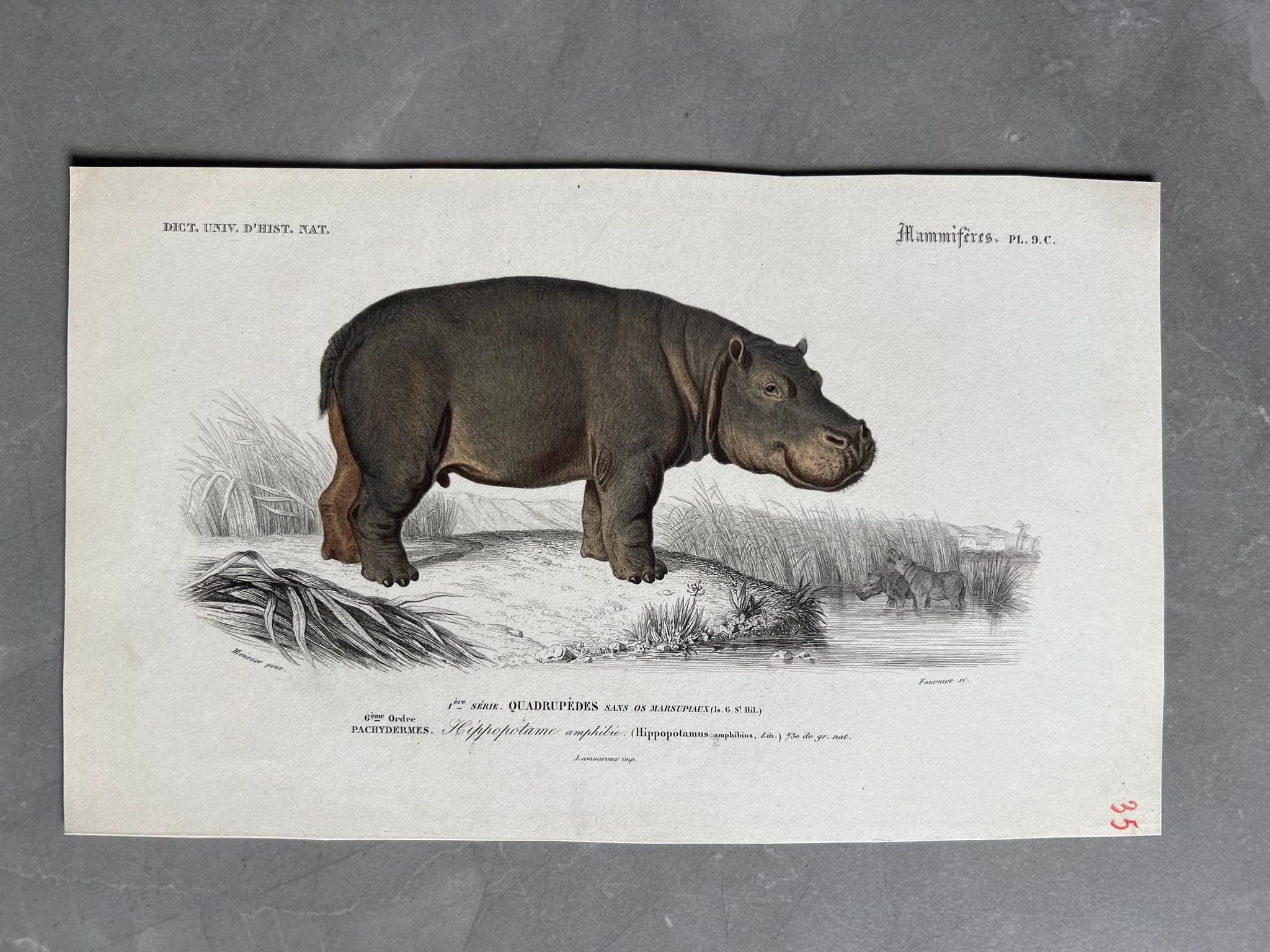 Antique Hippopotamus Illustration, Vintage Wildlife Print by Edouard TRAVIES image 1
