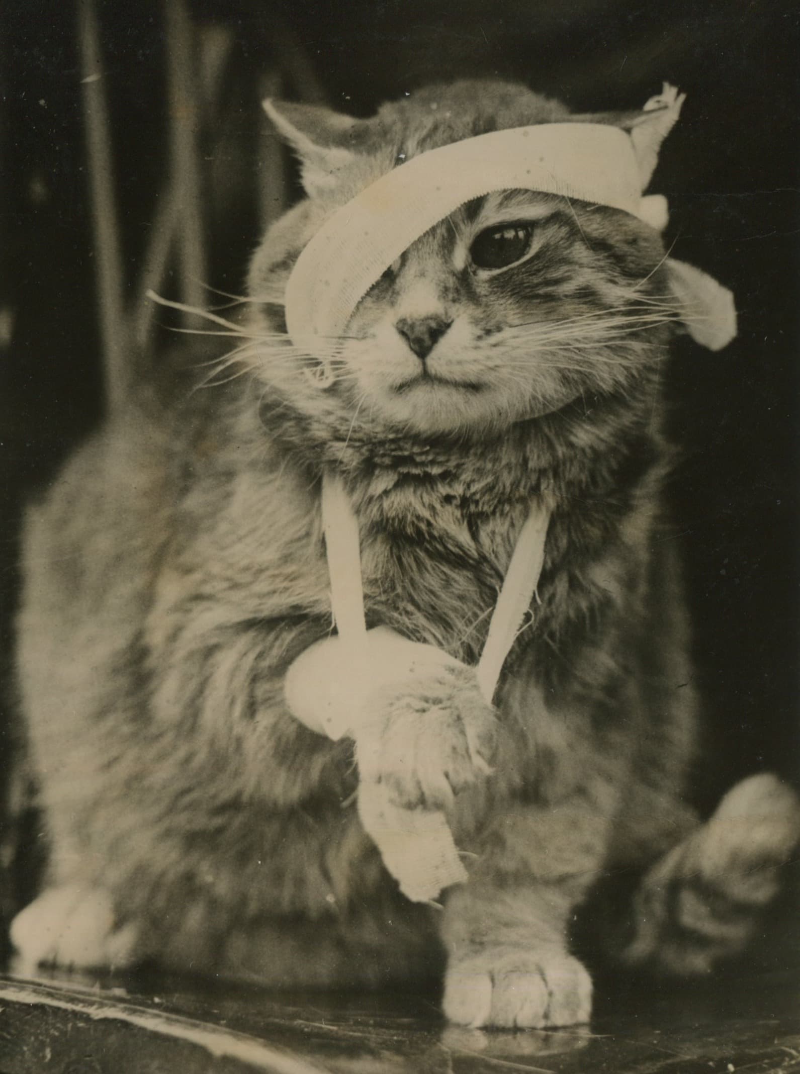 Cat with Bandages Photograph 1960'