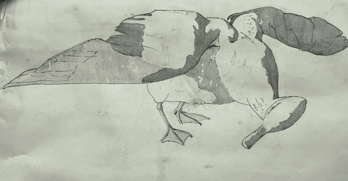 Antique Original Drawing Bird, Duck, Animal, Still Life image 1