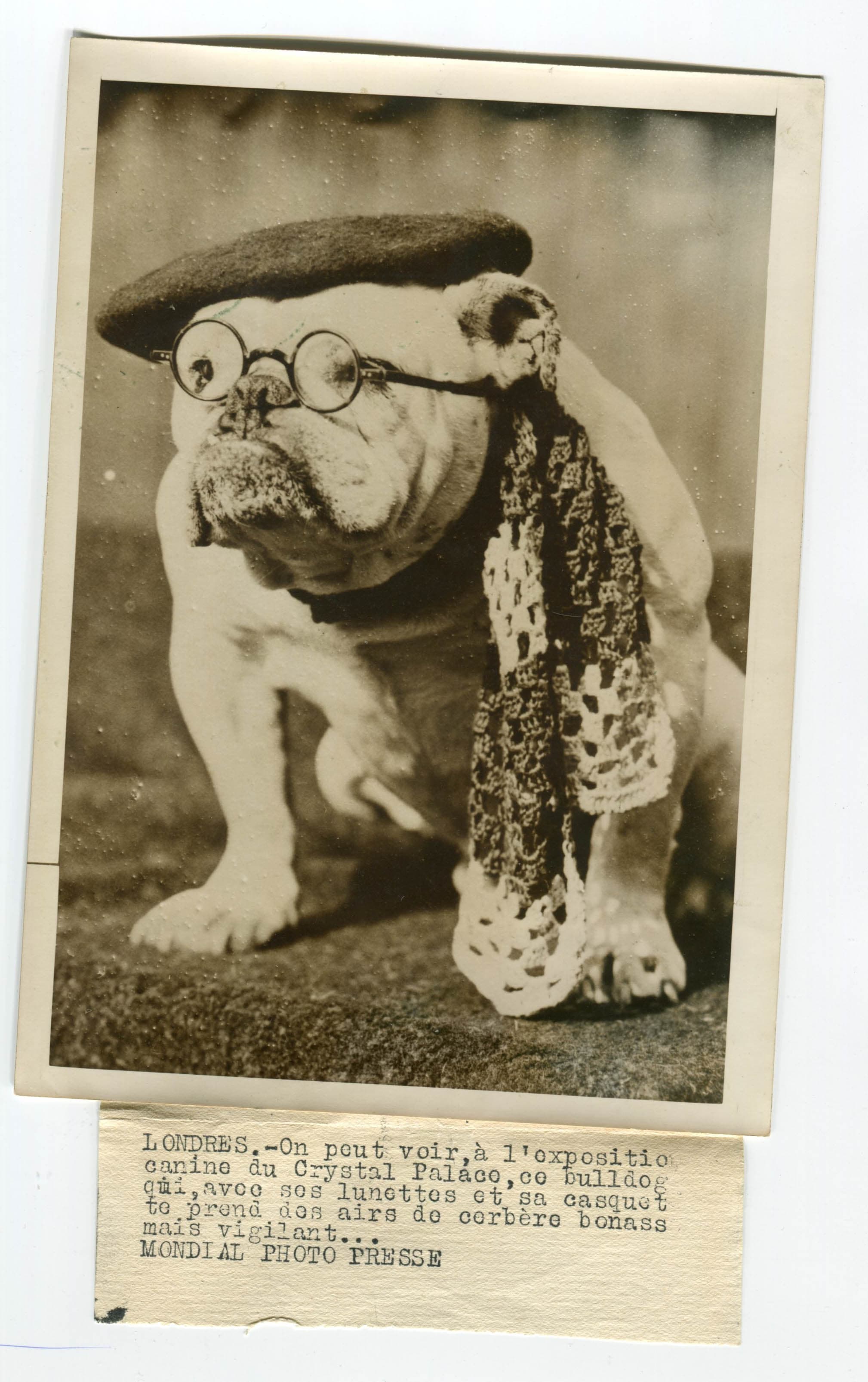 Bulldog with Glasses Photograph 1930' image 2