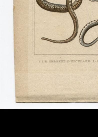 Antique Snake Illustration - Vintage Ophidiens Art - 19th Century Natural image 9