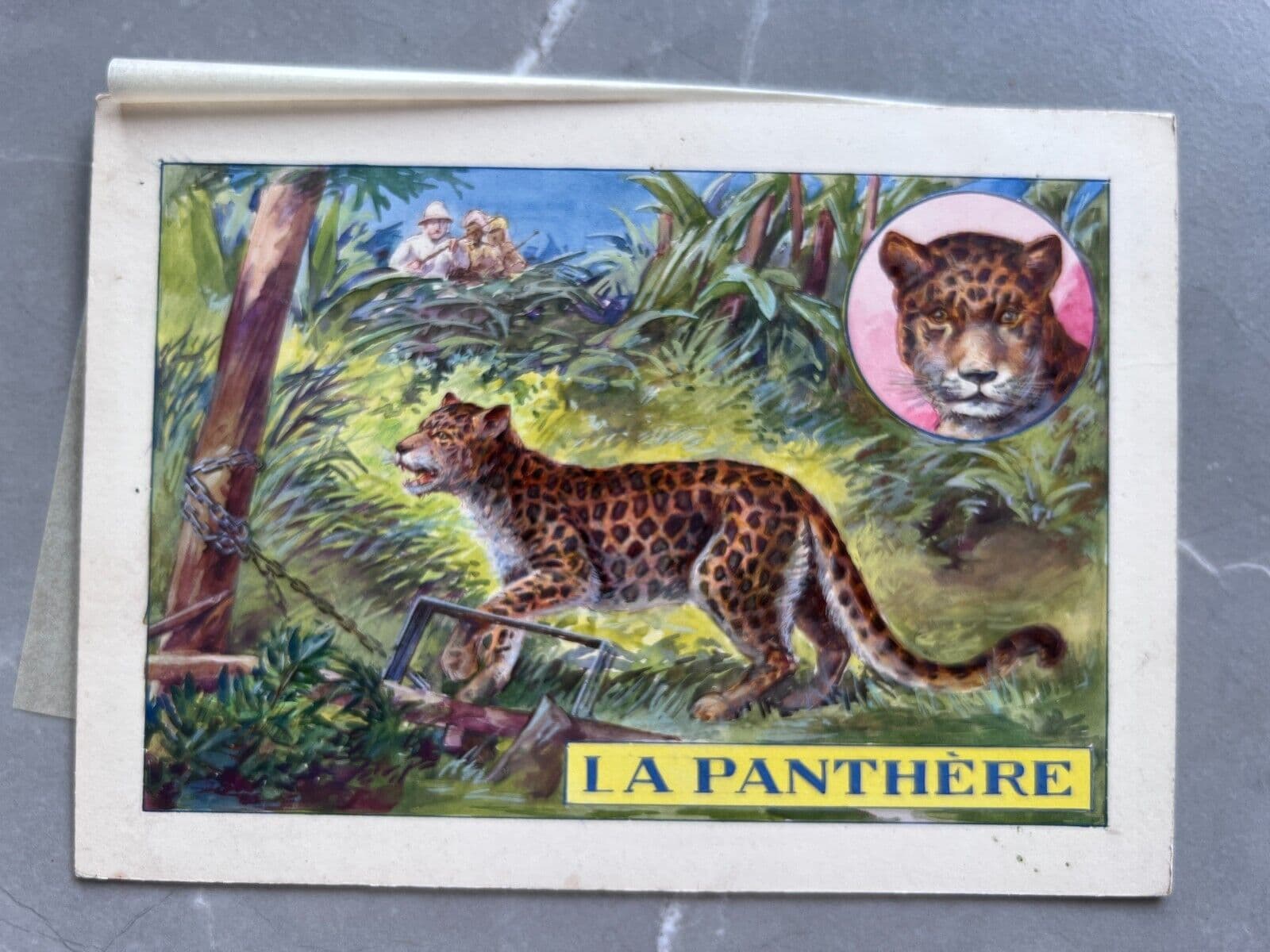 Drawing Gouache Illustration Panthers image 2