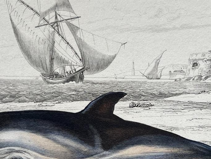 Antique Dolphin Illustration - 19th-Century Natural History Print - Vintage image 6