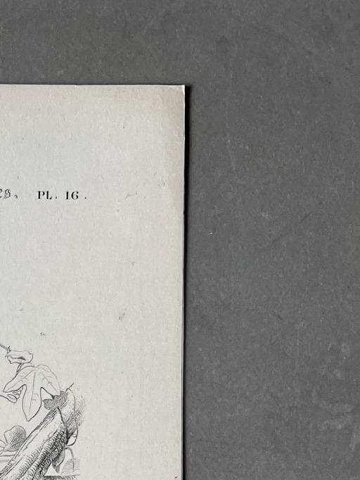 Antique Didelphis Marsupialis & Virginiana Natural History Illustration by image 4