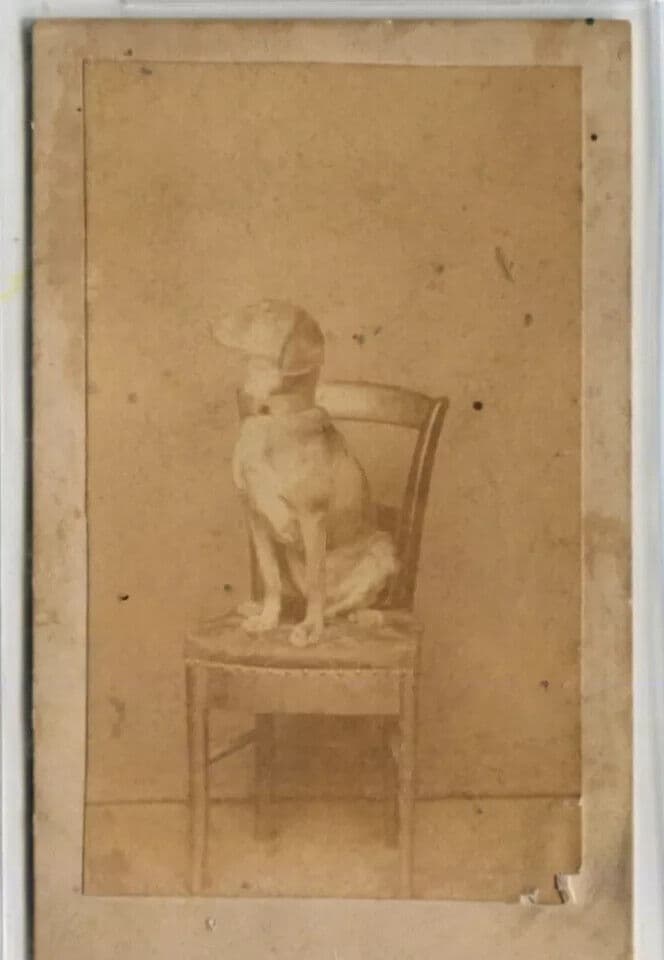 Antique CDV Photographs Dog Portrait on a Chair Figuet image 6