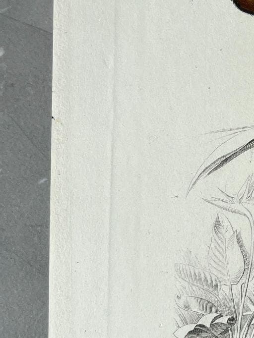 Vintage Illustration of Sloth and Aye-Aye by Edouard TRAVIES (1809-1869) image 5