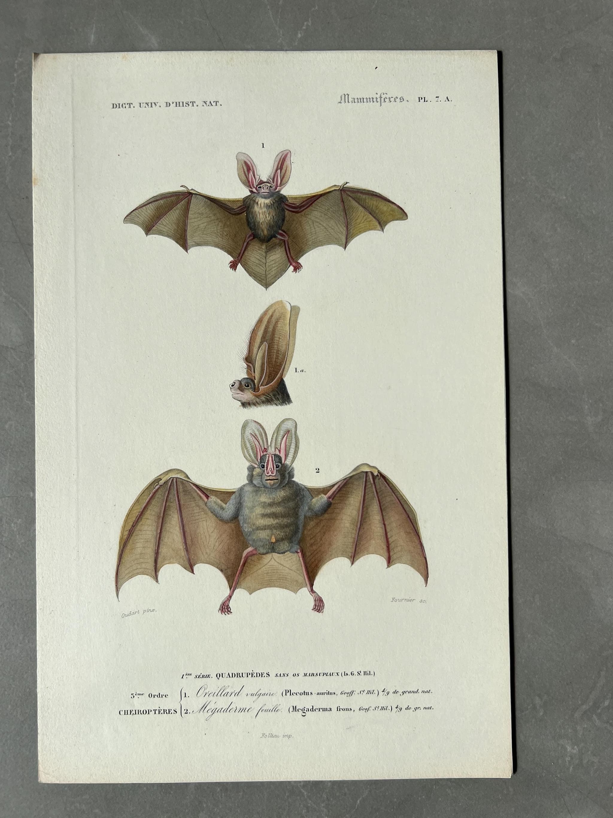 Antique Illustration of Bats (Chiroptera) by Edouard TRAVIES (1809-1869) image 1