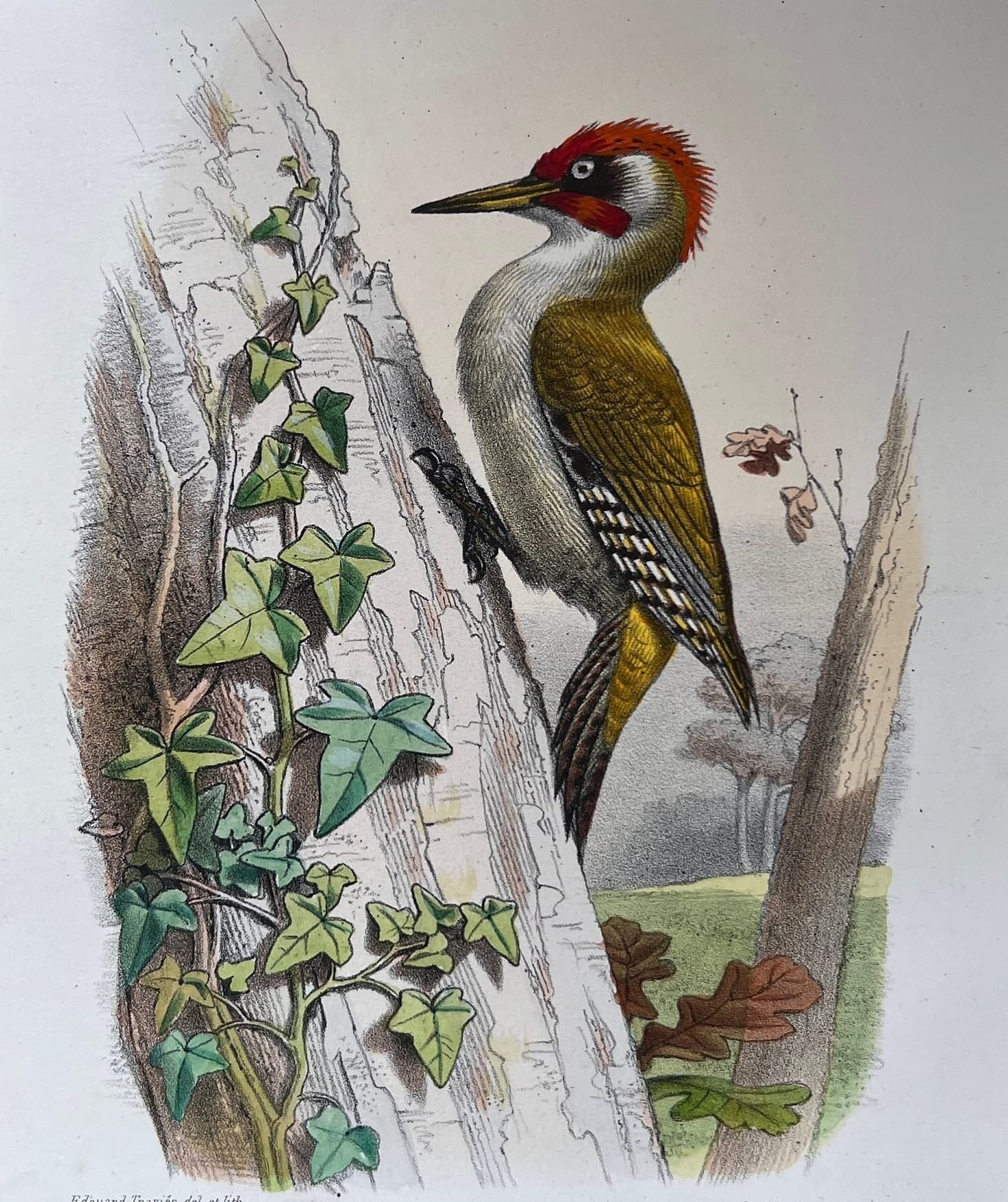 Vintage Ornithological Illustration by Edouard TRAVIES (1809-1869) Pic Vert image 1