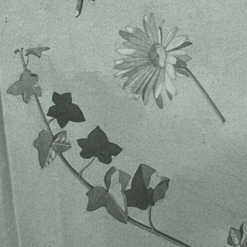 Antique Original Drawing Flowers, Floral, Still Life, Daisy image 4