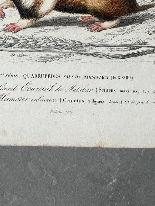 Antique Rodent Illustration - Squirrel & Hamster by Edouard TRAVIES (1809-1869) image 9