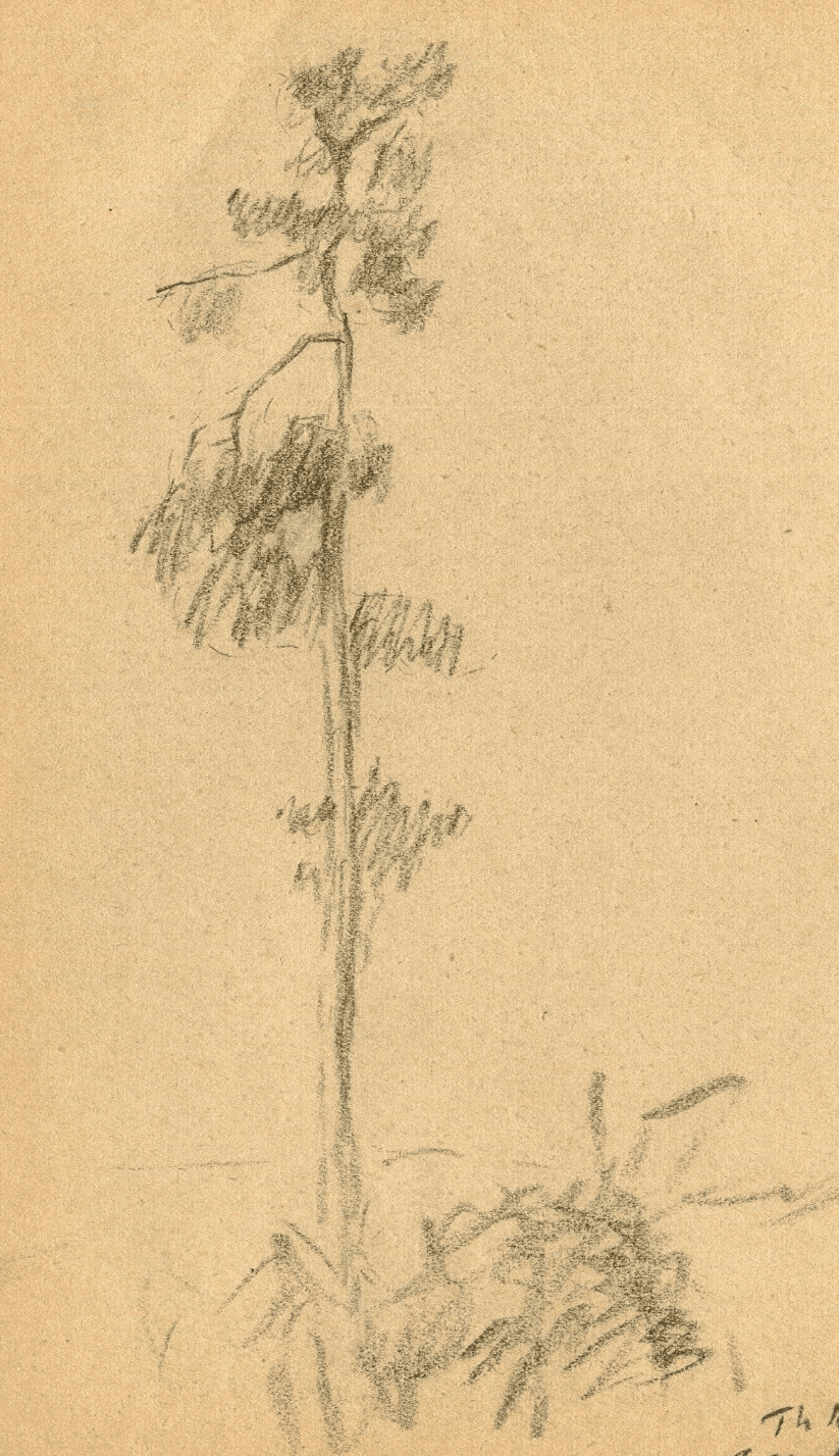 Vintage Pencil Original Drawing Tree, Forest, Landscape signed 1935