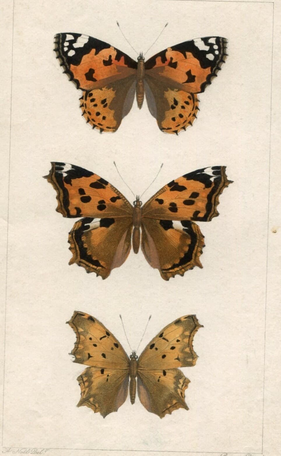 Antique Butterfly Illustration - Vintage Lepidoptera Art - 19th Century Natural
