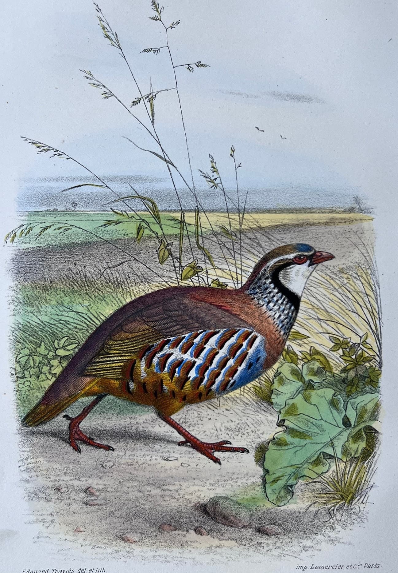 Vintage Illustration of the Red Partridge (La Perdrix Rouge) by Edouard TRAVIES