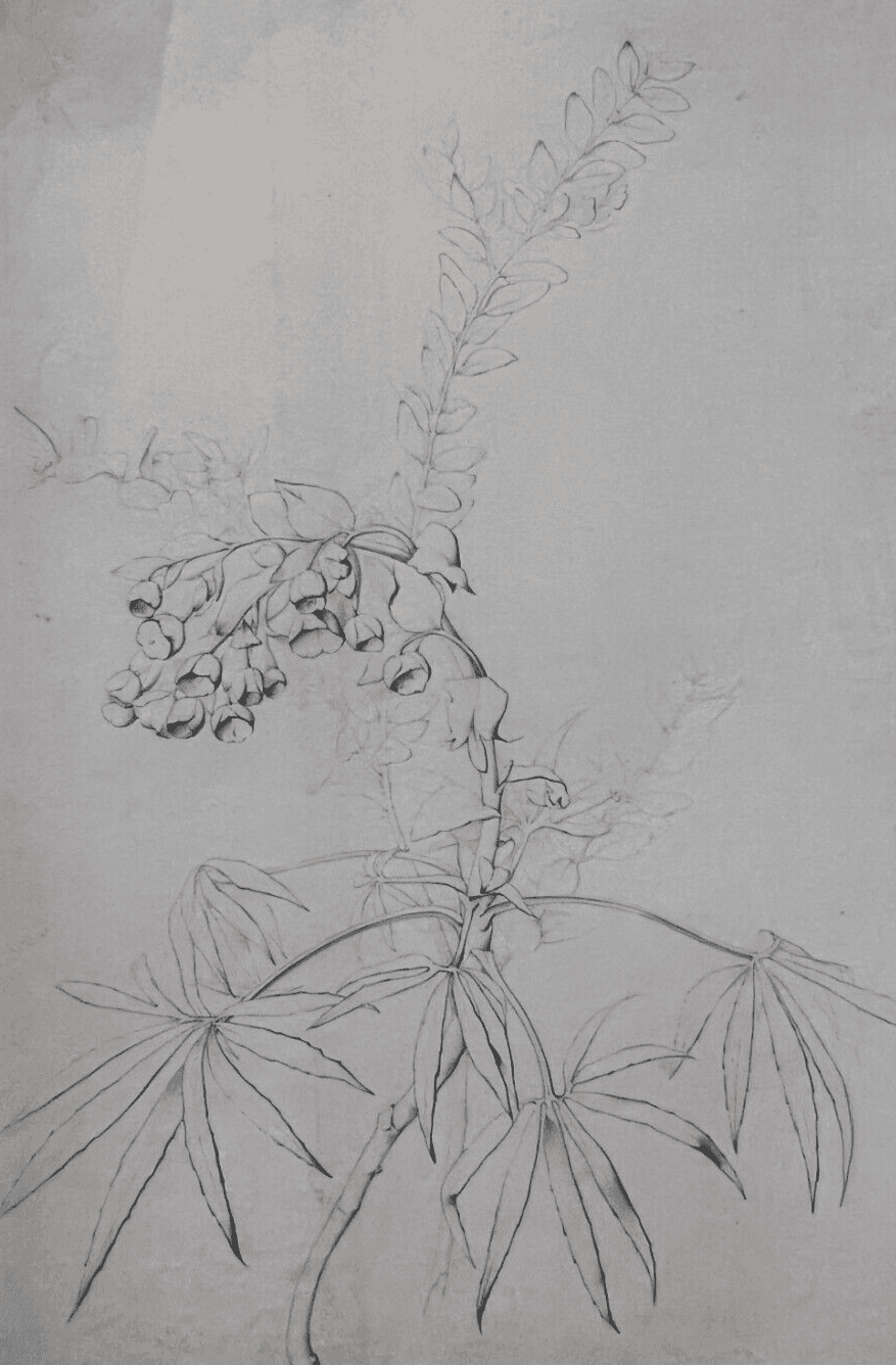 Antique Drawing Original Pencil 19th century Floral, Flowers 1850 Floral