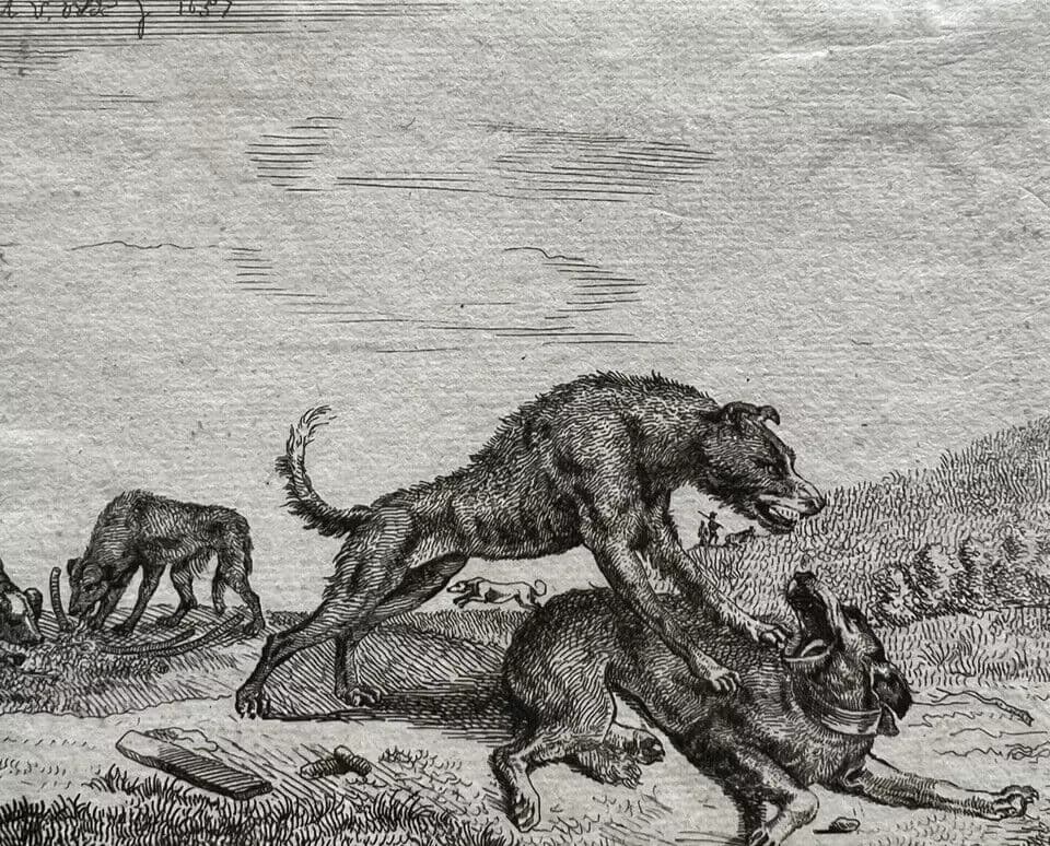 Antique Engraving Original Adriaen Van de Velde (1636-1672) Dogs Fighting image 5