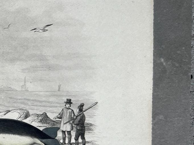 Antique Blue Whale Natural History Print by Edouard TRAVIES (1809-1869) image 7