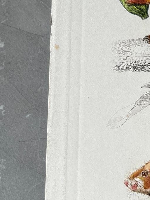 Antique Rodent Illustration - Squirrel & Hamster by Edouard TRAVIES (1809-1869) image 5