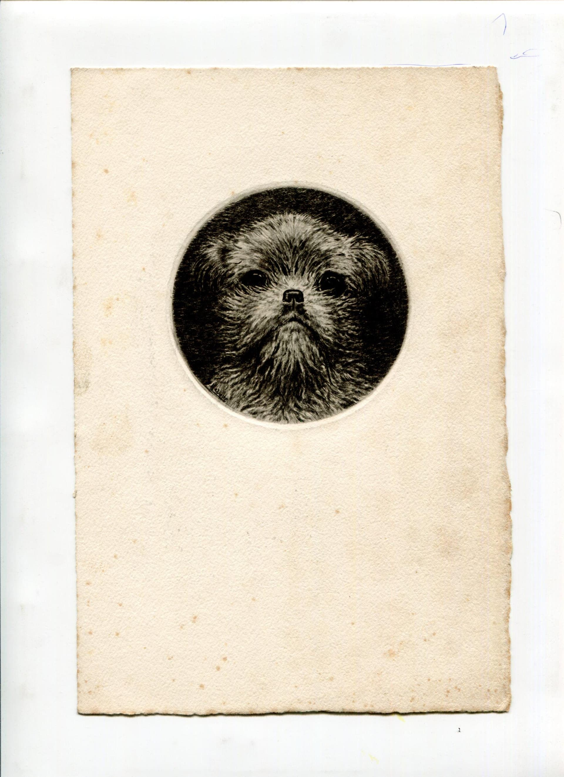Shaggy Dog Etching Portrait Etching Art Jacques REBOUR (XX) Dog Portrait