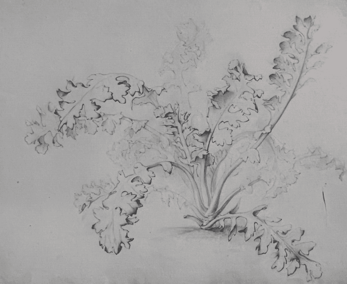 Antique Drawing Original Pencil 19th century Floral, Flowers 1850 Floral