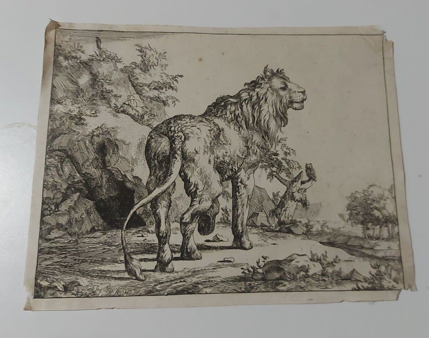 Marcus DE BYE (1638/99-c.1688/1708) Lion Etching image 3